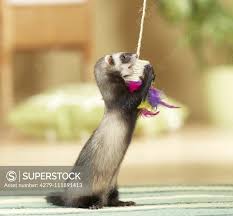 Attēlu rezultāti vaicājumam “Mustela putorius”