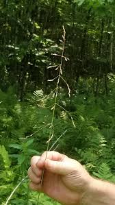 Attēlu rezultāti vaicājumam “Milium effusum”