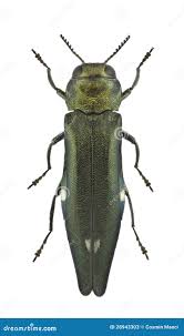 Attēlu rezultāti vaicājumam “Adomerus biguttatus”