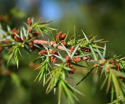 Attēlu rezultāti vaicājumam “Juniperus communis”