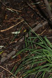 Attēlu rezultāti vaicājumam “Dactylis polygama”