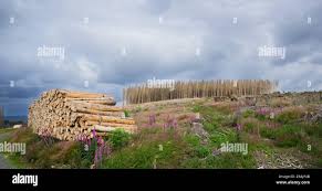 Attēlu rezultāti vaicājumam “Paracorymbia maculicornis imago”