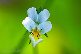 Attēlu rezultāti vaicājumam “Viola arvensis flower”