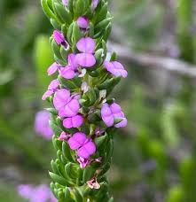 Attēlu rezultāti vaicājumam “Polygalaceae”
