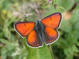 Attēlu rezultāti vaicājumam “Lycaena hippothoe female”
