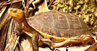 Attēlu rezultāti vaicājumam “Tortula lingulata macro”