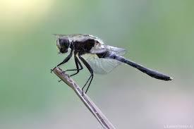 Attēlu rezultāti vaicājumam “Leucorrhinia albifrons”