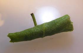 Attēlu rezultāti vaicājumam “Epinotia brunnichana”