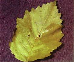 Attēlu rezultāti vaicājumam “Alnus incana leaf”