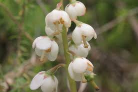 Attēlu rezultāti vaicājumam “Pyrola media”