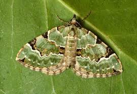 Attēlu rezultāti vaicājumam “Colostygia pectinataria”