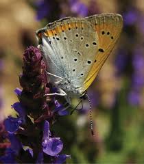 Attēlu rezultāti vaicājumam “Euphydrias aurinia upperside”