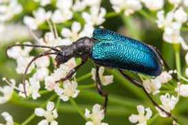 Attēlu rezultāti vaicājumam “Gaurotes virginea”