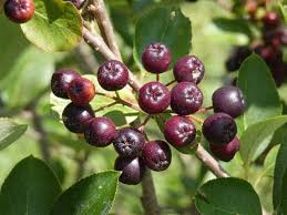 Attēlu rezultāti vaicājumam “Aronia melanocarpa fruit”