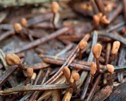 Attēlu rezultāti vaicājumam “Heyderia abietis”