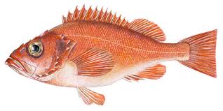 Image result for Sebastes