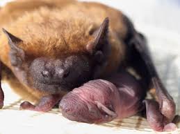 Attēlu rezultāti vaicājumam “Nyctalus noctula”