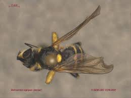 Attēlu rezultāti vaicājumam “Conopidae”