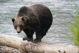 Image result for Clyde Valley Predators