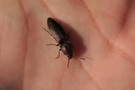 Attēlu rezultāti vaicājumam “Ctenicera pectinicornis female”