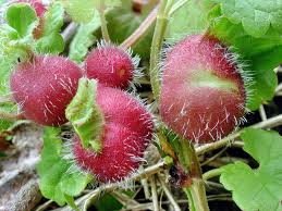 Attēlu rezultāti vaicājumam “Liposthenes glechomae”