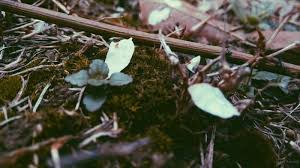 Image result for 2007早春