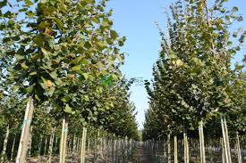 Attēlu rezultāti vaicājumam “Tilia platyphyllos subsp. cordifolia”