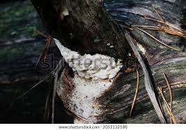 Attēlu rezultāti vaicājumam “Antrodia xantha”