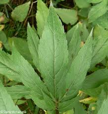 Attēlu rezultāti vaicājumam “Eupatorium cannabinum leaf”