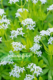 Attēlu rezultāti vaicājumam “Galium odoratum”