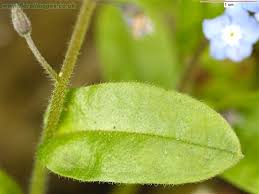 Attēlu rezultāti vaicājumam “Myosotis sparsiflora leaf”