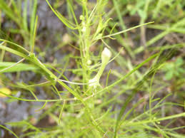 Attēlu rezultāti vaicājumam “Orobanchaceae”
