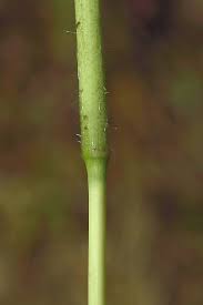 Attēlu rezultāti vaicājumam “Anthoxanthum odoratum fruit”