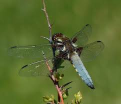 Attēlu rezultāti vaicājumam “Libellula depressa male”