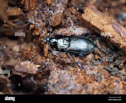 Attēlu rezultāti vaicājumam “Pterostichus oblongopunctatus”