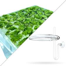 Attēlu rezultāti vaicājumam “Ricciocarpos natans”