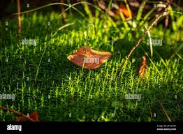 Attēlu rezultāti vaicājumam “Clavulinopsis cinerioides”