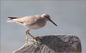 Image result for Tringa brevipes