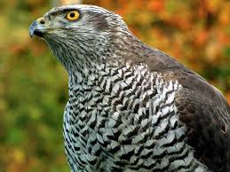 Attēlu rezultāti vaicājumam “Accipiter gentilis”