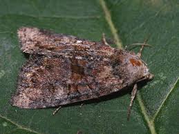 Attēlu rezultāti vaicājumam “Oligia sp.”