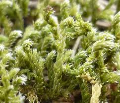 Attēlu rezultāti vaicājumam “Hedwigia ciliata”