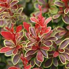 Attēlu rezultāti vaicājumam “Berberis thunbergii”