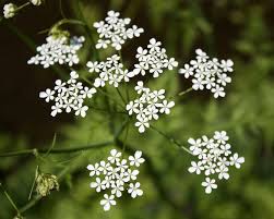 Attēlu rezultāti vaicājumam “Anthriscus sylvestris leaf”