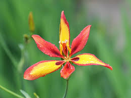 Image result for Pardancanda norrisii