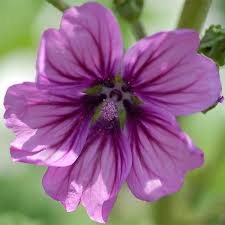 Image result for Malve