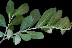 Attēlu rezultāti vaicājumam “Salix cinerea leaf”