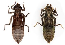 Attēlu rezultāti vaicājumam “Gomphidae”