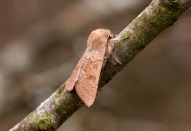 Attēlu rezultāti vaicājumam “Orthosia miniosa imago”