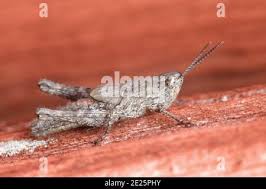 Attēlu rezultāti vaicājumam “Chortippus sp.”