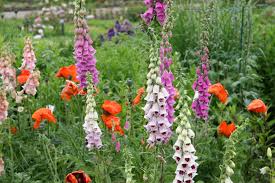 Image result for Fingerhut rot